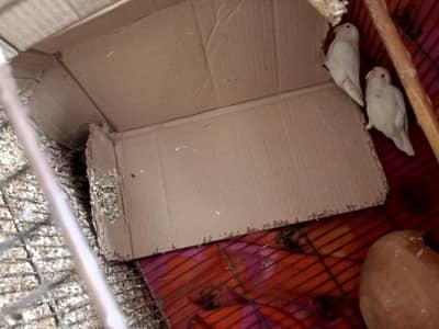 beautiful pair of albino red eyes and breeding