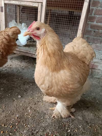 Golden BUFF hens + Fertile eggs