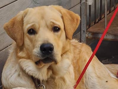 Labrador Pair Male & Female