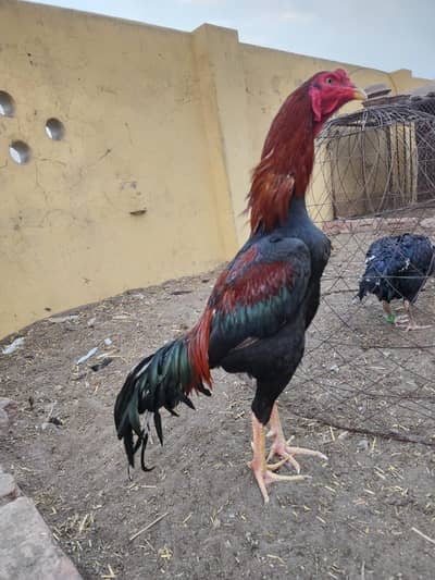 Aseel Murga /Aseel patha pure aseel