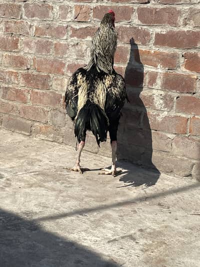 Home breed aseel Thai cross ha