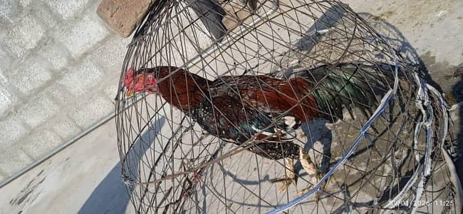 2 Aseel murga for sale