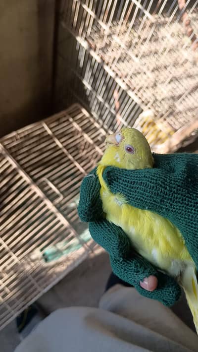 Australian parrot  four pieces