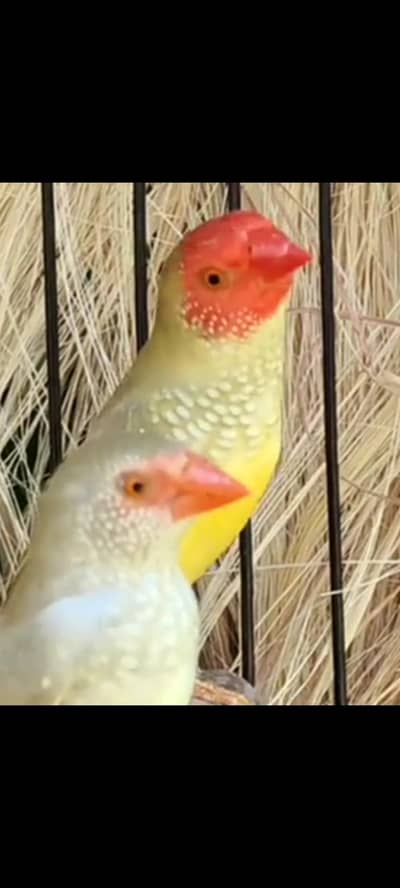 Star finch breeder pair