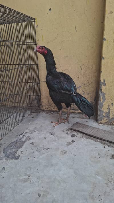 Aseel PATHi FOR SALE  –