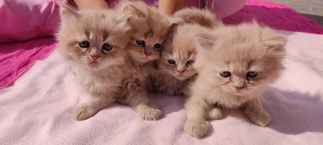 Persian cats|doll face cat|punch face cat|kitten