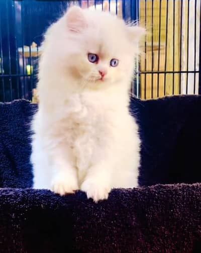 Persian Cats & Kittens for Sale may WhatsApp  03126762031