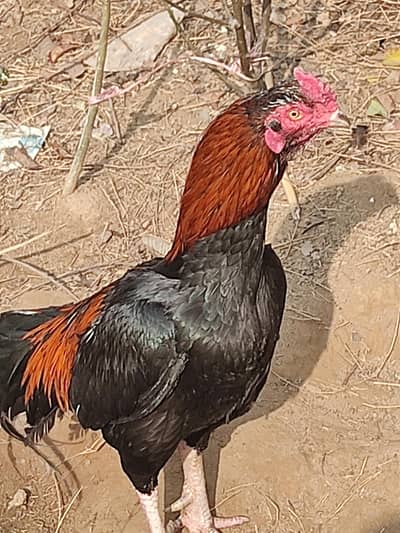 High Quality Aseel Murgha