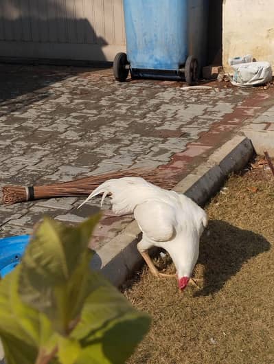 white Heera aseel male for sale