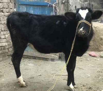 Healthy Young Cow for Sale – Excellent Condition