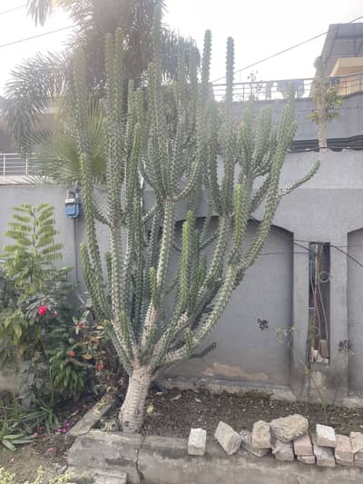 Cactus plant for sale 10feet height