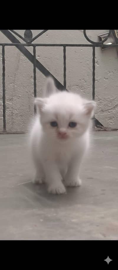 calico kitten for sale