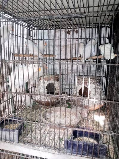 albino red and black eye