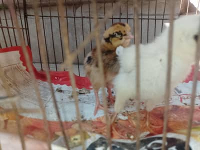 chicks Healthy and active