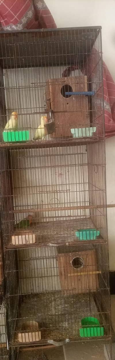 cage with pairs creemino and allbion