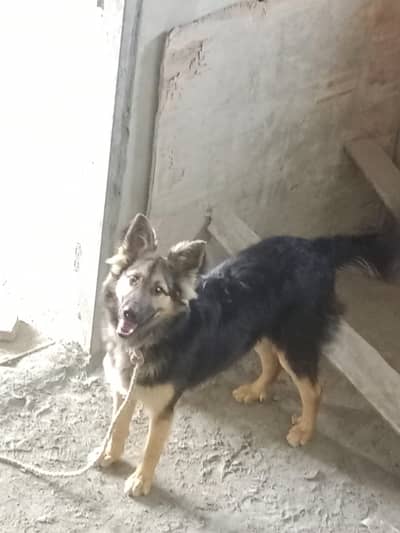 jerman shepherd Dog  phone number 03106193051