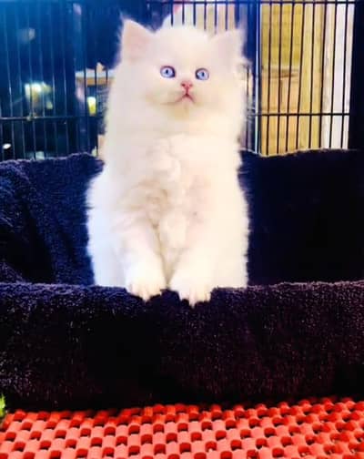 Persian Cats & Kittens for Sale may WhatsApp  03126762031