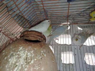 Australian Parrots |  اسٹریلین طوطے