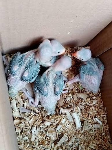 Raw chicks 13500 each