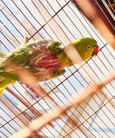 mall breder hain koreez ki waja sa ball nahi ha