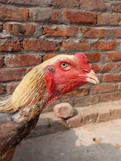 Shamo Cross Breeder pair