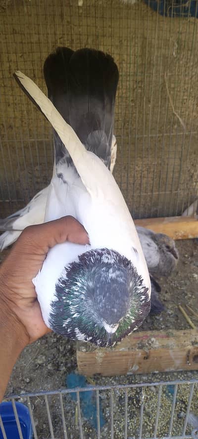 Assalam o alikum kabli breedar pair hy chiks KY sath wat030024683335