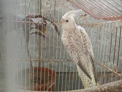 peral jumbo size breeder male