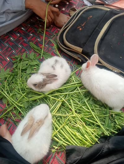 Good breed of rabbit