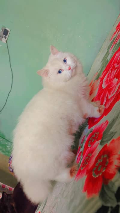 Persian Cat Female Triple Costed