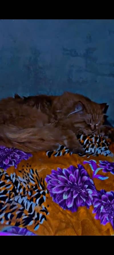 Persian cat triple coated