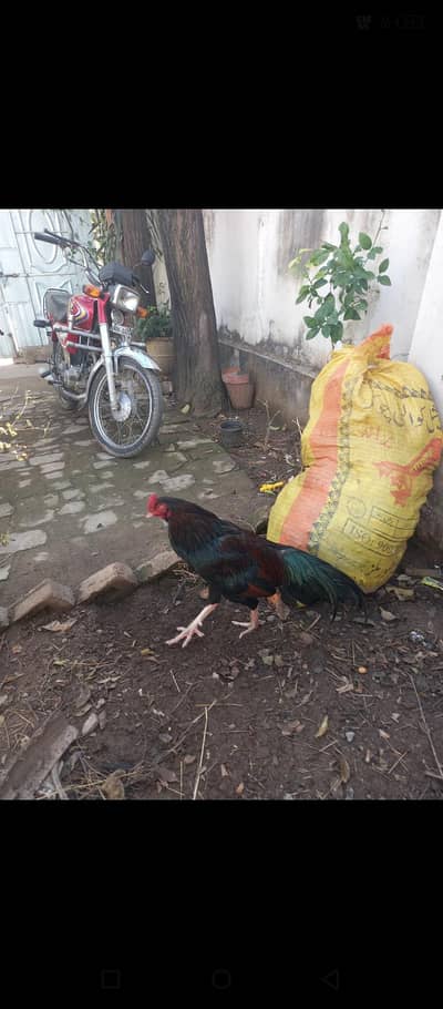 Aseel Murga or pathian for sale