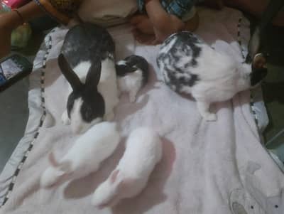 Rabbit family whole