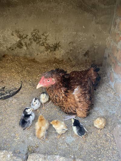 Aseel Shamo for sale 03264309582