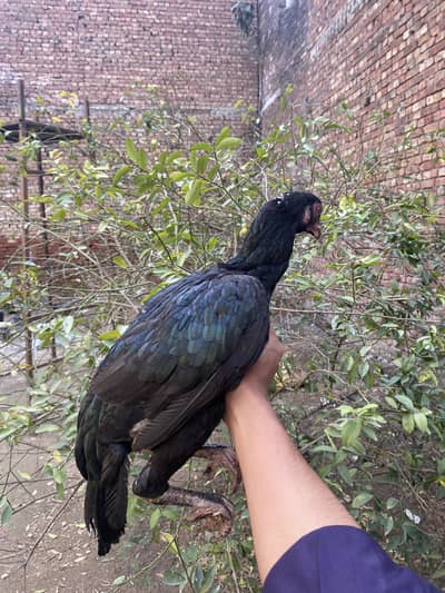 Aseel Shamo for sale 03264309582