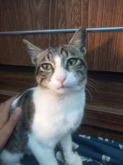 The Tiger Billu Is For Sale In 1 Thousand Rupee Pkr