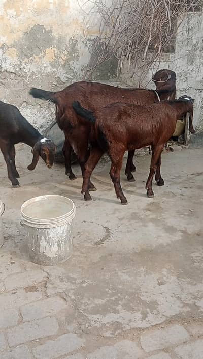 Achi nasali bakri or 2 pathin 1 Bakra