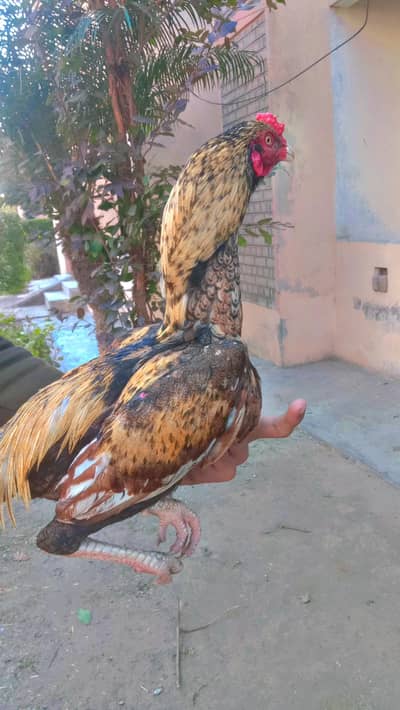 Three male's for sale