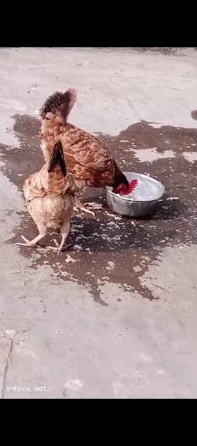 Desi murgi for sale 2 han