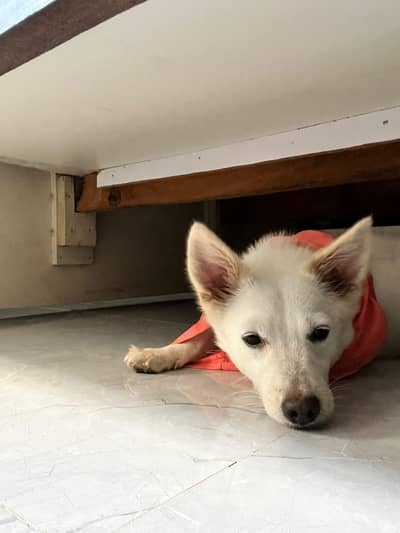 Fully trained Russian Female