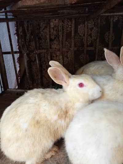 Red eyes beautiful rabbit pairs for sale
