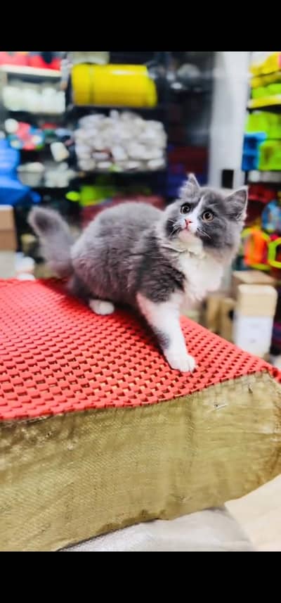 Quality Persian Punch face cat & kitten is03477878702Whatsapp