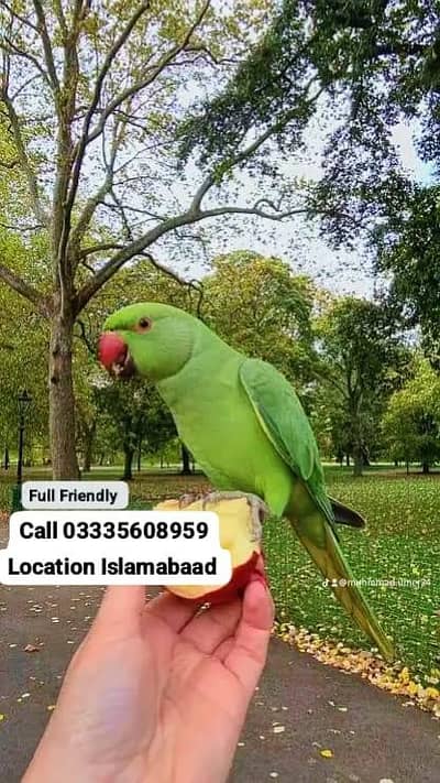Hand Tamed Full Friendly Green Ring Neck Male Parrot Jumbo Size