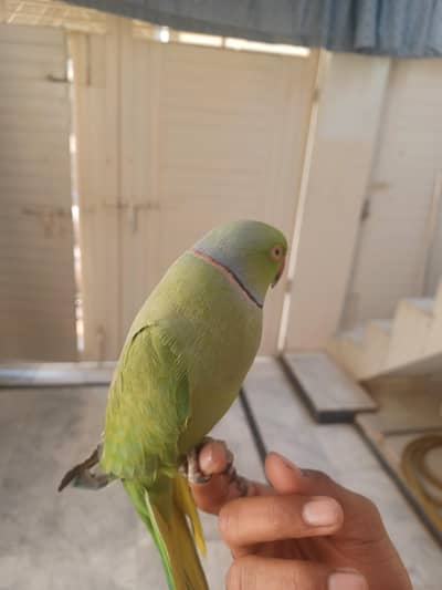 talking parrot 30,000