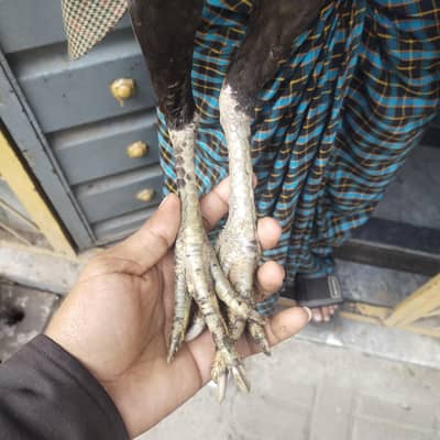 Aseel murgi available for sale