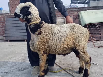 Mundra chatra for sale fresh 2 dant full active and healthy