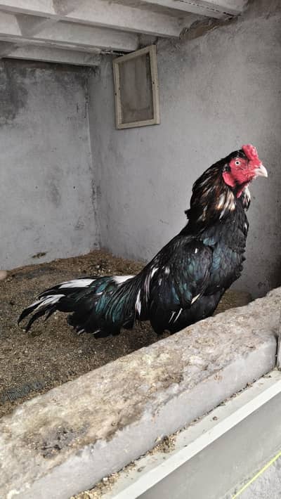 Mushka Lasani Aseel For Sale