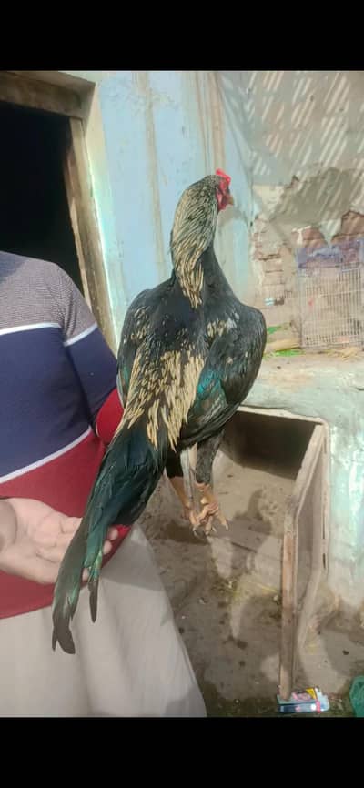 Pipla Bloodline bird