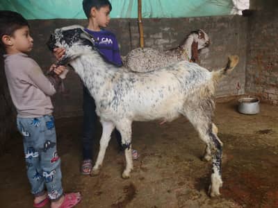 bakra jori for Eid 2026