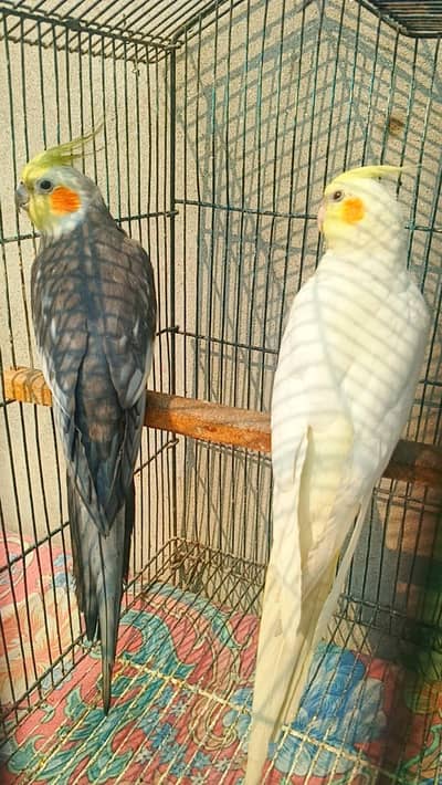 Cocktail parrot breeder pair for sale contact number 03029798991