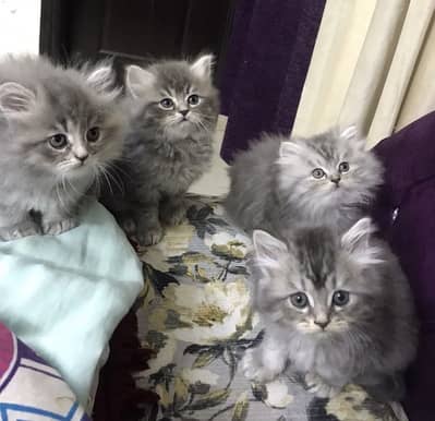 Grey Himaliyan Triple Coated Perisan Kitten